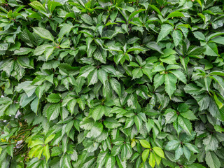Green virginia creeper leaves (Parthenocissus tricuspidata) 