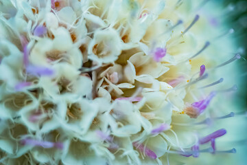 close up of a flower