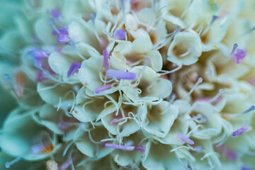 close up of a hydrangea flower