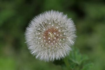 Obraz premium Pusteblume