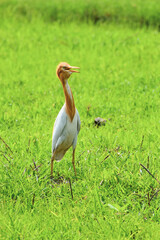 white and golden heron