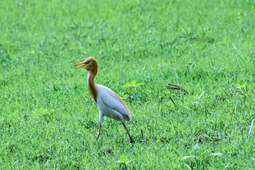 white and golden heron