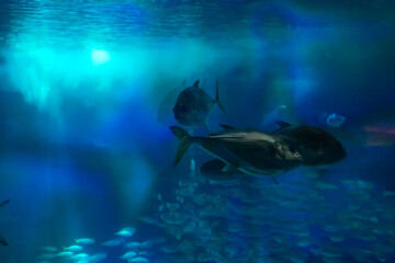 Naklejka premium Lisboa Lisbon aquarium, capital of Portugal 