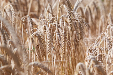 Fototapeta premium Golden wheat field in summer - close up