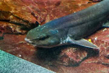 Lisboa Lisbon aquarium, capital of Portugal 