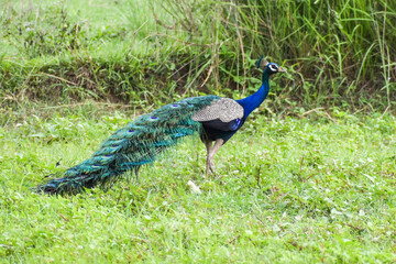 peacock on the grass