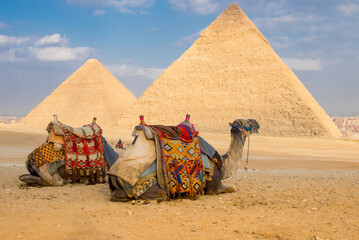 Camel Giza Piramids. close up of a camel's head at the pyramids near cairo, egypt. A camel peacefully resting with the Giza Piramids as background.