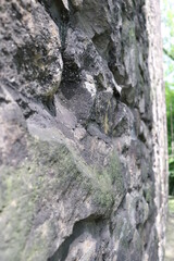 lichen on rock