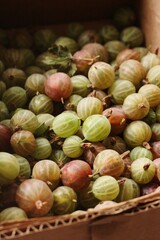 Ripe seasonal gooseberries in a box macro 