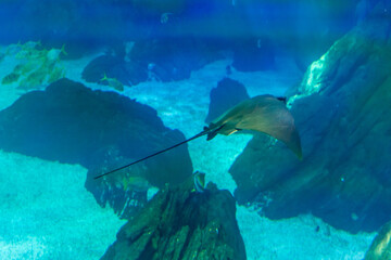 Fototapeta premium Lisboa Lisbon aquarium, capital of Portugal 