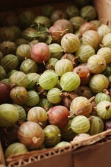 Ripe seasonal gooseberries in a box macro 