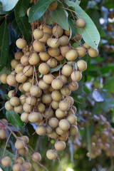 Tropical fruits longan in Chiang Mai, Thailand