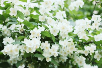 Tree with beautiful white flowers in the garden