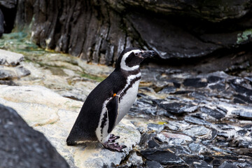 Naklejka premium Lisboa Lisbon aquarium, capital of Portugal 