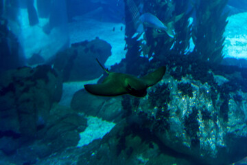 Lisboa Lisbon  aquarium , Oceanário de Lisboa