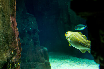 Lisboa Lisbon  aquarium , Oceanário de Lisboa