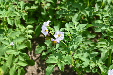 a close-up on a blooming potato