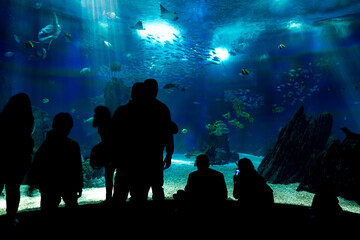 Lisboa Lisbon  aquarium , Oceanário de Lisboa