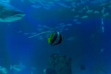 Lisboa Lisbon  aquarium , Oceanário de Lisboa