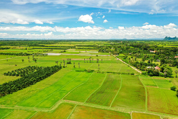 Fototapeta na wymiar Green rice fields of southern Thailand