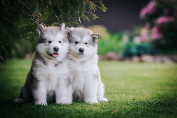 happy alaskan malamute puppies posing outside. Super cute puppies posing.	