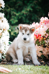 happy alaskan malamute puppies posing outside. Super cute puppies posing.	