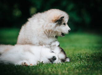 happy alaskan malamute puppies posing outside. Super cute puppies posing.	