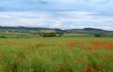 Rapsfeld mit Mohnblumen in der Rhön
