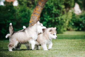 happy alaskan malamute puppies posing outside. Super cute puppies posing.