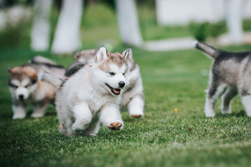 happy alaskan malamute puppies posing outside. Super cute puppies posing.	