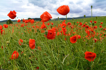 Rapsfeld mit Mohnblumen in der Rhön