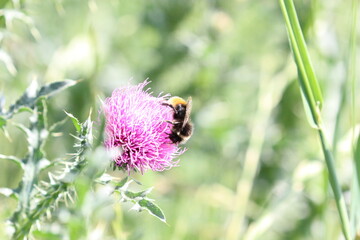 Hummel sitzt auf lila violetter Diesel