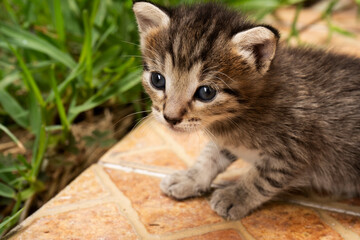 Adorable cat puppy in the garden
