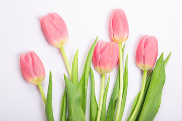 Wonderful pink tulips on a white background.
