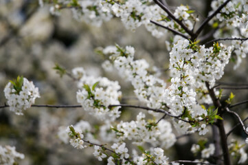 White cherry blossoms on the tree.
