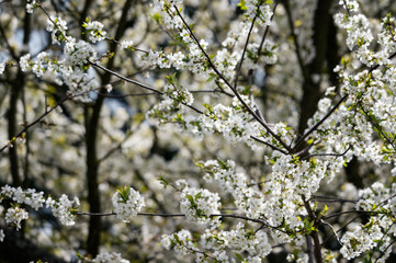 White cherry blossoms on the tree.
