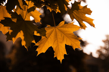Red maple leaves on the branches