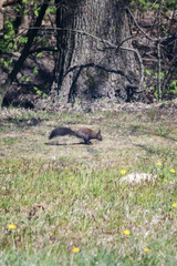 Bouncing brown squirrel near the forest.
