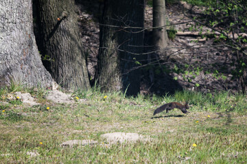 Bouncing brown squirrel near the forest.
