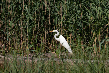 White Heron Egret bird in sun at Maumee Bay State Park