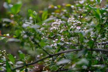 White flowers noise on a bush.
