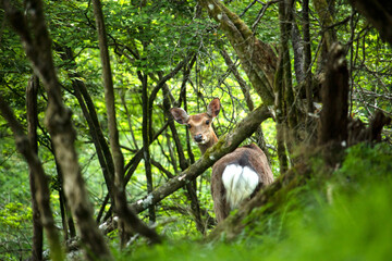 丹沢大山の不動尻峠で鹿の群れがお散歩をしておりました。