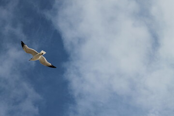 Bird in Flight