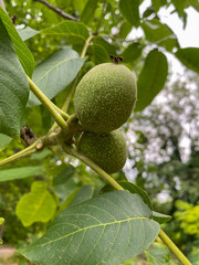 green walnut fruit on a tree