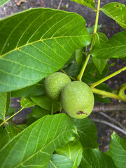 green walnut fruit on a tree