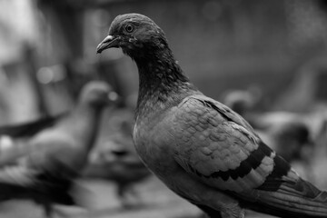 Indian pigeon in Black and white looking for food