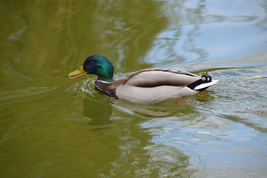 A male duck with grass in his mouth swimming in the water