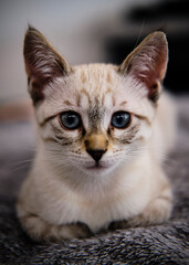 Foto scattata ad un cucciolo di gatto siamese.