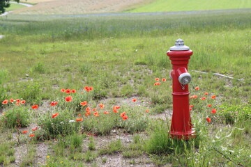 roter Hydrant mit Mohnblumen auf Wiese