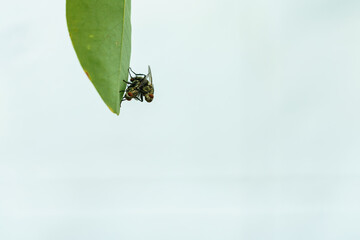 Two flies are mating at a leaf